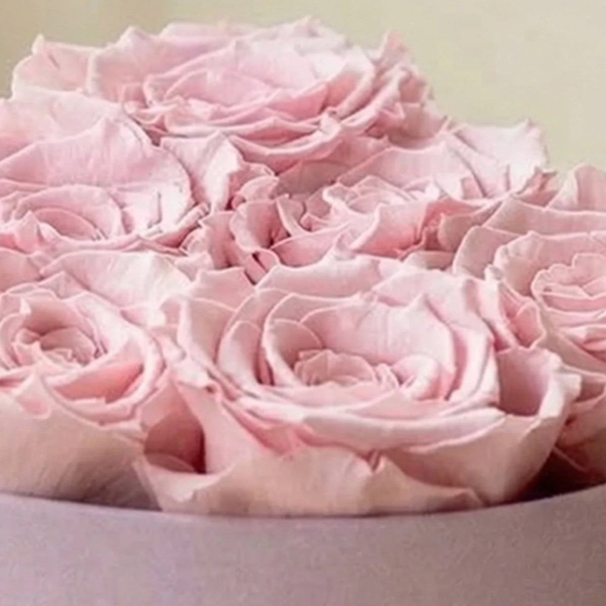 Heart Shaped Box With 6 Light Pink Preserved Roses In Luxury Suede Gift Box